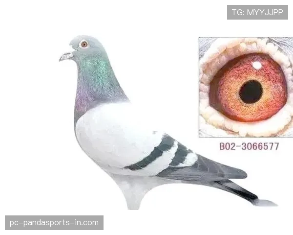 犯规判定规则详解：关键判罚标准与常见误区解析